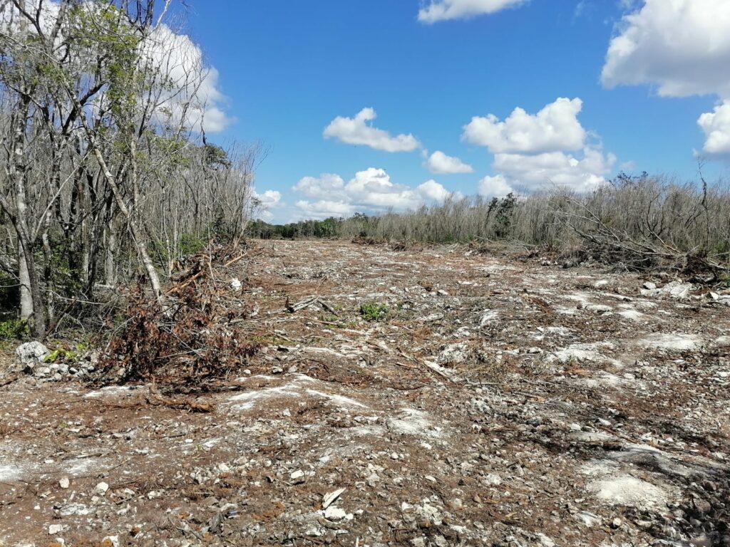 tren maya construcción