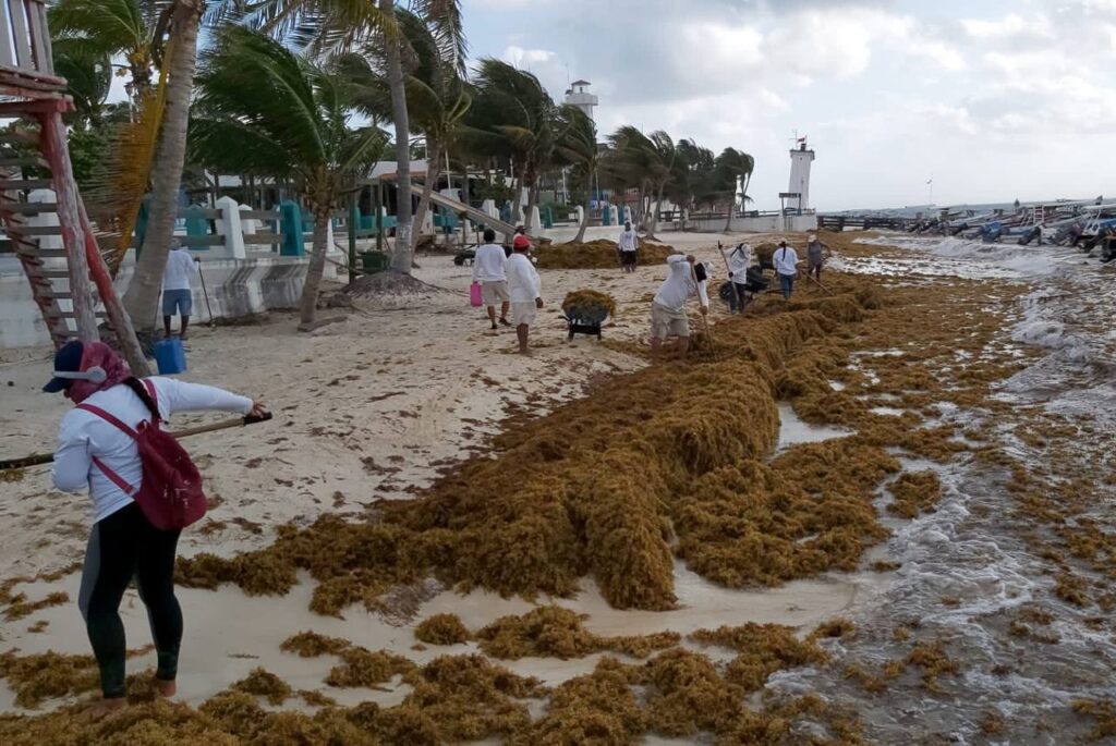 sargazo puerto morelos