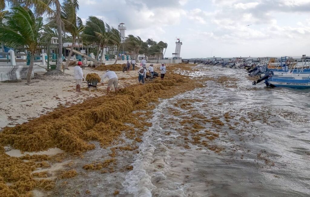 sargazo puerto morelos