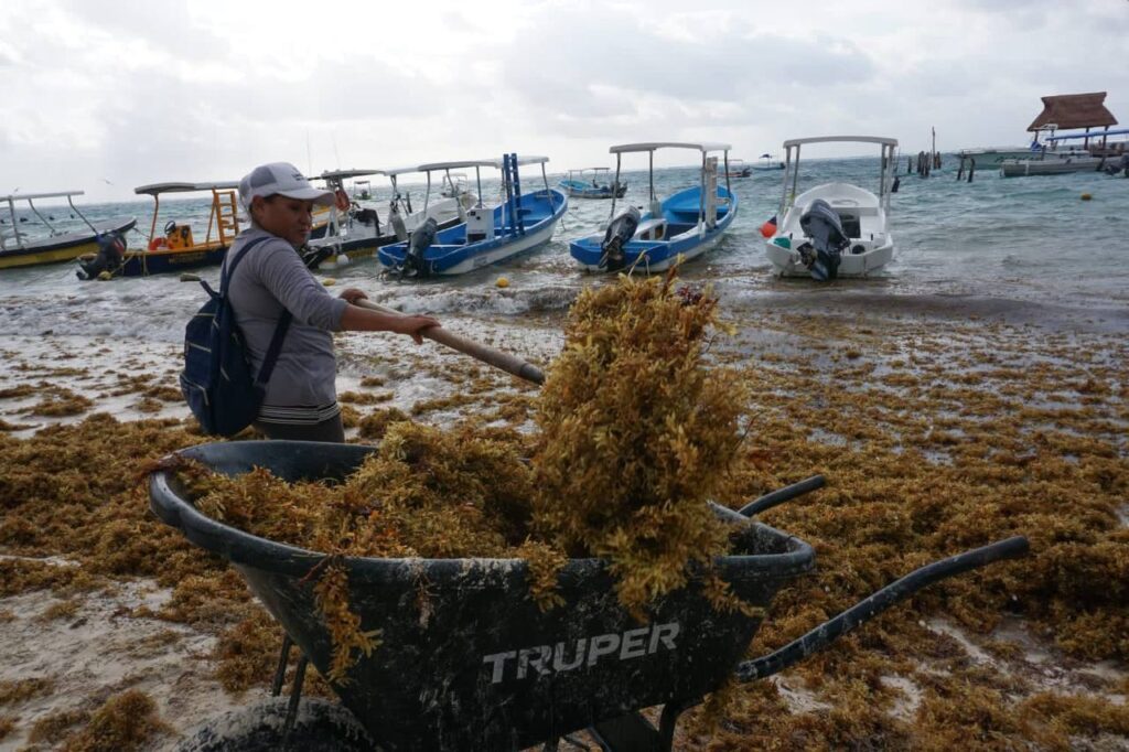 sargazo puerto morelos