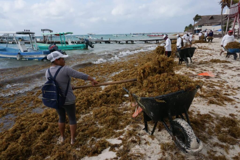 sargazo puerto morelos qr