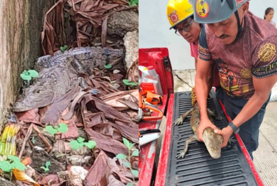 lagarto en predio inundado