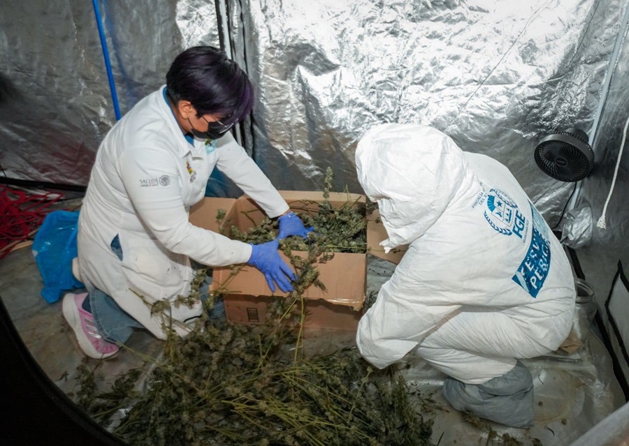 EN LA HUAYACÁN: Desmantelan invernadero de marihuana