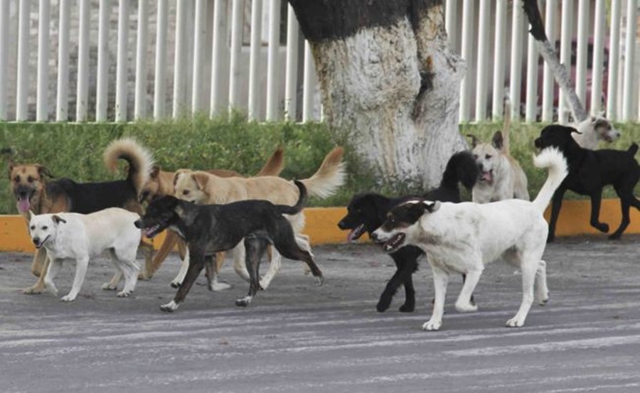 Cancún tiene al menos 90 mil animales domésticos callejeros