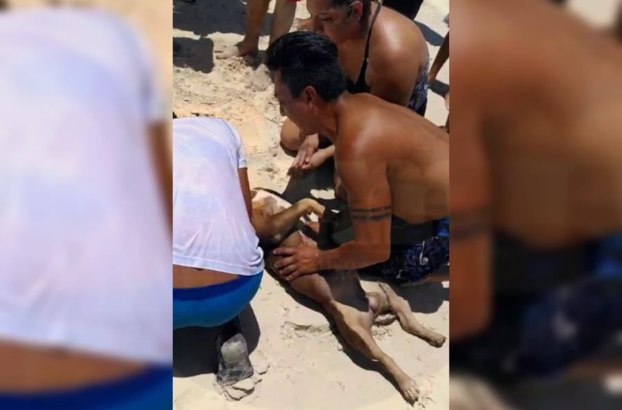 Perro ahogado en playa