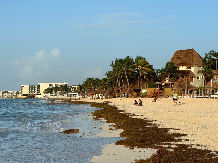 Zofemat califica como "normal" el recale de sargazo en Playa del Carmen tras "Beryl"