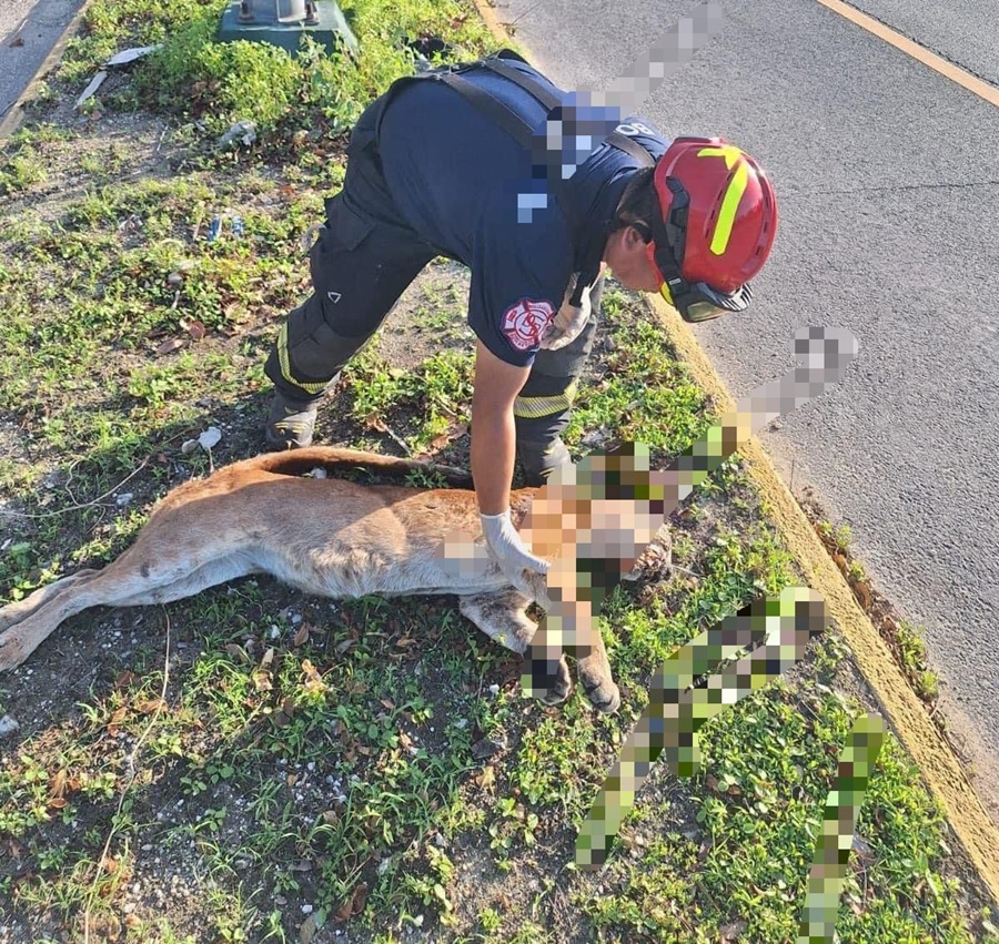 Muere puma atropellado sobre la carretera federal 307, a la altura de Xpu Ha